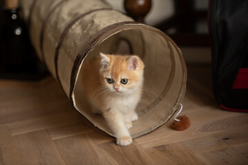 A Golden British Short Hair kitten elegantly comes out of her cat tunnel toy as she looks away in the living room of a house in Edinburgh, Scotland UK
