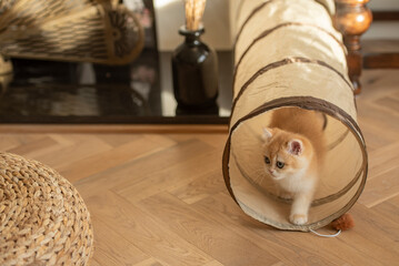 A Golden British Short Hair kitten walks out of her cat tunnel toy as she looks away in the living room of a house in Edinburgh, Scotland UK