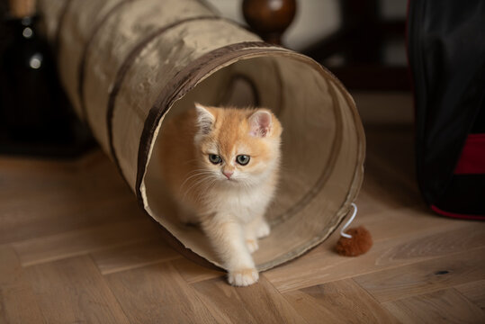 A Golden British Short Hair kitten elegantly comes out of her cat tunnel toy as she looks away in the living room of a house in Edinburgh, Scotland UK