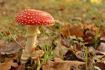 Fliegenpilz (Amanita muscaria)