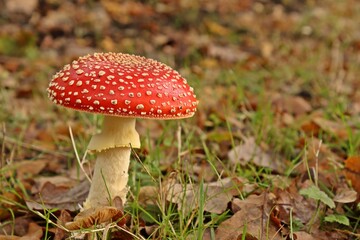 Fliegenpilz (Amanita muscaria)