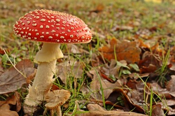 Fliegenpilz (Amanita muscaria)