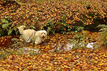Goldendoodle trinkt Wasser aus einem Graben im Herbst