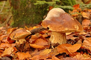 Gemeiner Steinpilz (Boletus edulis)
mit Schimmelpilzbefall