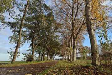 Die Allee des Jahres 2025 in Leybuchtpolder (Ostfriesland)