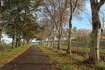 Die Allee des Jahres 2025 in Leybuchtpolder (Ostfriesland)