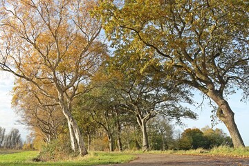 Die Allee des Jahres 2025 in Leybuchtpolder (Ostfriesland)