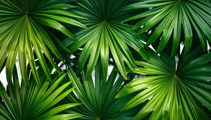 Close-up of vibrant, overlapping palm leaves, radiating from the center, showcasing detailed texture