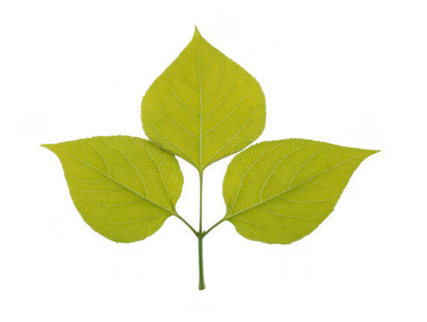 Three green leaves with visible veins arranged in symmetrical pattern on transparency background, showcasing natural texture and botanical detail - Powered by Adobe