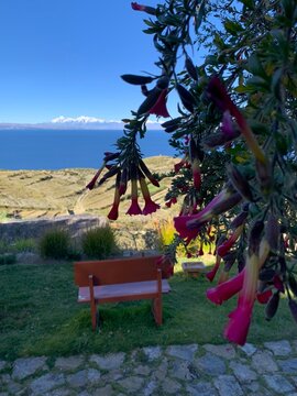 Copacabana, Bolivia - May 30, 2025: View from Ecolodge La Estancia on Isla del Sol over Lake Titikaka to andean mountain ridge of Cordillera Real. Bolivian national flower kantuta in foreground.