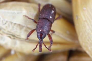 Adult grain weevil, Sitophilus granarius, on damaged barley grain in store.