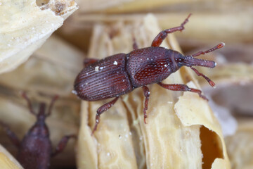 Wheat weevil (Sitophilus granarius) among wheat grains.