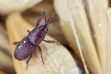 Macro of wheat weevil on dry cereal seeds infested with granary weevil Sitophilus granarius. Stored grains with pest incects.