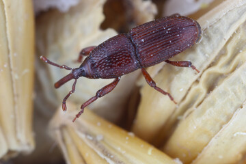 Adult grain weevil, Sitophilus granarius, on damaged barley grain in store.