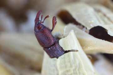 Granary Weevil, Sitophilus granarius also called Grain or Wheat Weevil. An adult emerging from its larval developed a barley grain.