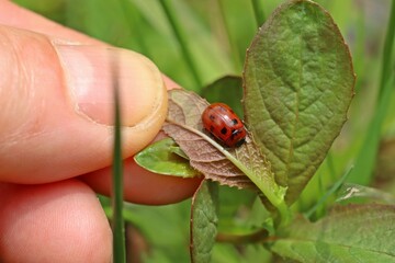 Korbweiden-Blattkäfer (Gonioctena viminalis)
