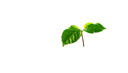 Isolated sprout with two green leaves against black background; minimalist aesthetic