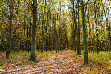 Footpath in woods in Autumn