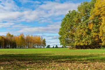 Trees by field in Autumn