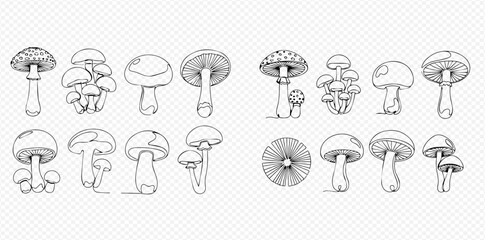 Hand-drawn black and white illustrations of various types of mushrooms, including fly agaric and other fungi, on a transparent background.