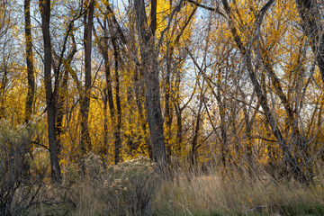 riparian forest along the Poudre RIver in northern Colorado in late fall scenery