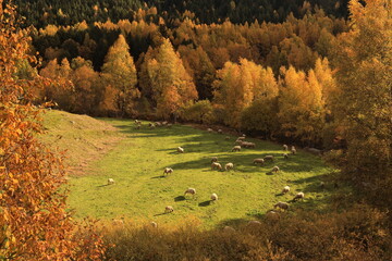 Herd sheeps in the autumn in the forest