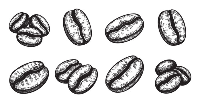 Hand-drawn style illustration of various coffee beans in different orientations, showcasing intricate textures and details.