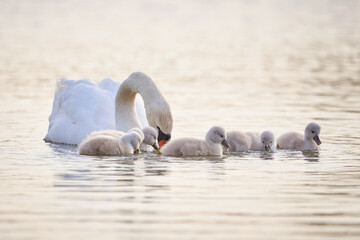 Mute Swans with cygnets on a lake eating vegetation ( Cygnus Olor )