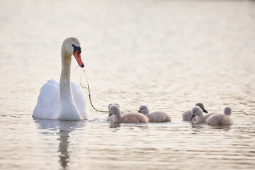 Mute Swans with cygnets on a lake eating vegetation ( Cygnus Olor )