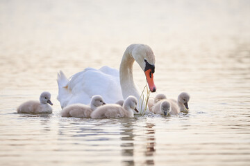 Mute Swans with cygnets on a lake eating vegetation ( Cygnus Olor )
