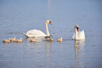 Mute Swans with cygnets on a lake eating vegetation ( Cygnus Olor )