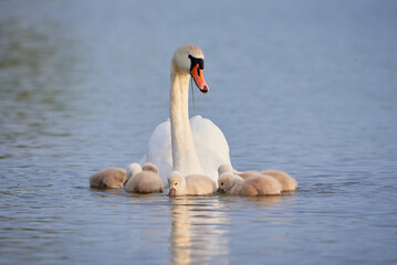 Mute Swans with cygnets on a lake eating vegetation ( Cygnus Olor )