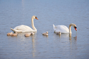 Mute Swans with cygnets on a lake eating vegetation ( Cygnus Olor )