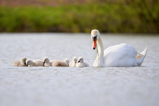 Mute Swans with cygnets on a lake eating vegetation ( Cygnus Olor )