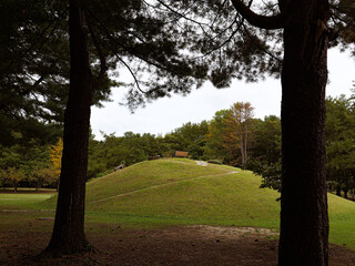 Grassy hill with a bench surrounded by trees