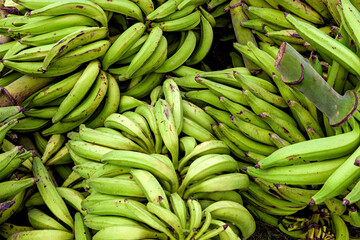 A harvest of green Bananas