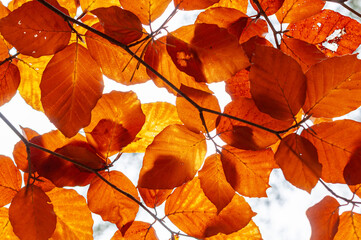 Beech tree leaves glowing in warm autumn sunlight, orange and yellow tones, natural macro shot.