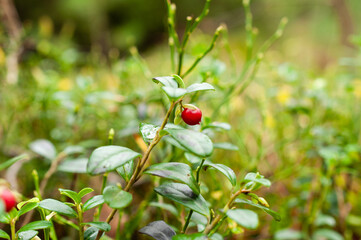 Macro shot of lingonberry plant with red berries among green leaves, autumn forest background.