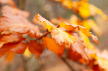 Close-up of orange autumn leaves in forest, seasonal natural background.