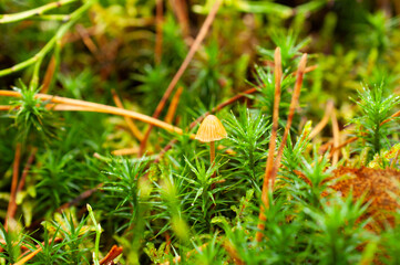 Small mushroom growing among green moss in forest, close-up macro shot, autumn theme.