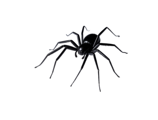 The Arachnid's Silhouette: A detailed close-up shot of a spider against a blank backdrop. Displaying its body structure with its legs, abdomen, and cephalothorax.