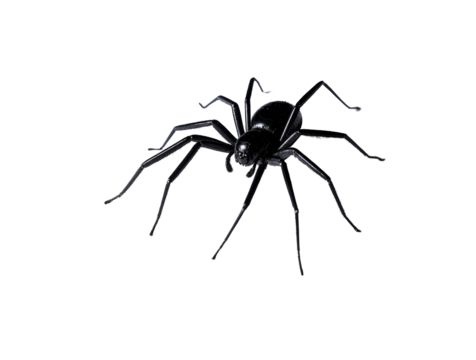 The Arachnid's Silhouette: A detailed close-up shot of a spider against a blank backdrop. Displaying its body structure with its legs, abdomen, and cephalothorax.