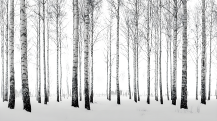 Snow-covered birch forest with black-and-white trunks standing tall under soft gray winter sky, elegant minimalism, isolated on white background