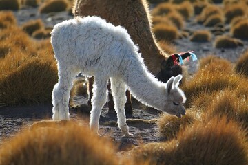 Grazing llamas with colorful wool fringes on their ears nibble on dry grass in the Atacama desert. Young white and brown adult animal peacefully united. © Koapan