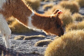 Grazing llama with colorful wool fringes on the ears nibbles on dry grass in the Atacama desert. Detail of head and neck of brown adult animal with visible teeth.