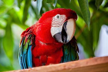 A Red-and-green macaw (Ara chloropterus)