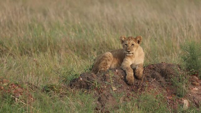 Beautiful Video of the Lions cub simba sitting on the rock at Masai Mara National Park, Kenya, Africa. Beautiful to watch this lovely footage