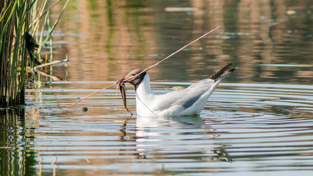 swan on the lake