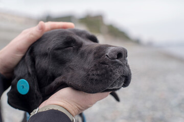 A man's arms embrace a sad black, long-eared dog on the seashore on an autumn day. Close-up, soft focus. Homeless street animals and people.