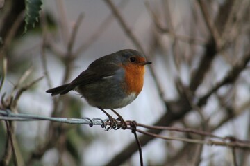 robin on a wire with bright red breast